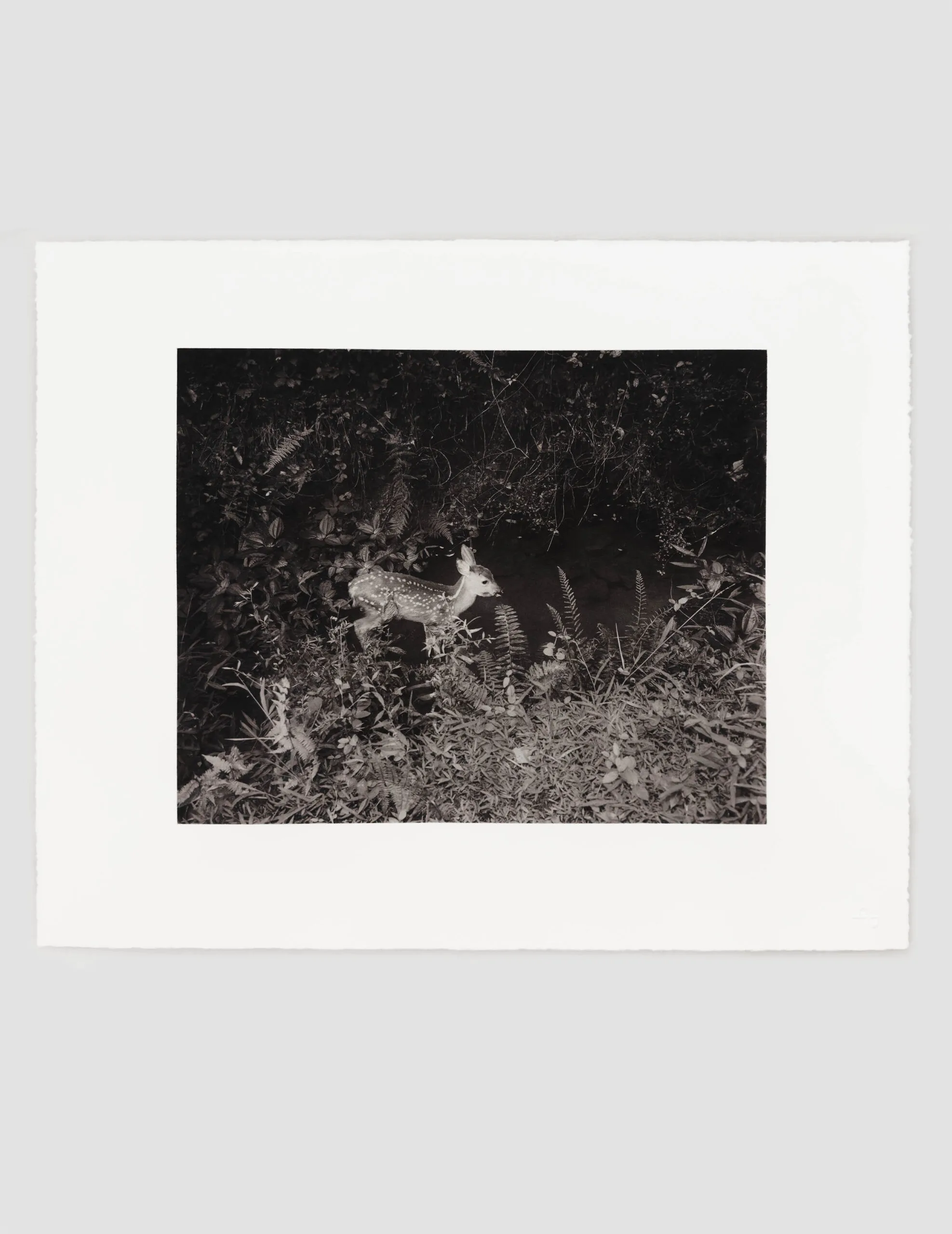 Untitled (fawn), Charlottesville, Virginie. 2024, photogravure par Matt Eich, imprimée sur Torelief WS95HK2